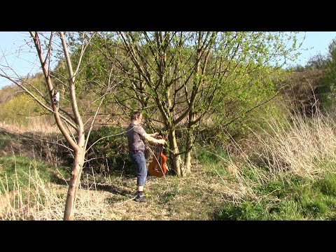 Žalm 137 - Jeruzalém. Žalm z baylónského zajetí.