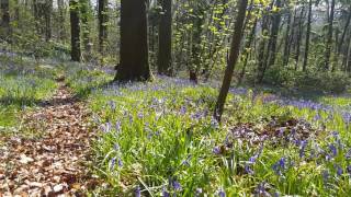 Bluebells in Bristol 2017