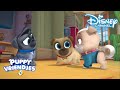 Puppy Vriendjes | Foto Pups ? | Disney Channel NL