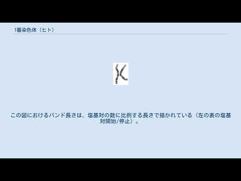 ヒト 11 番染色体について詳しく解説