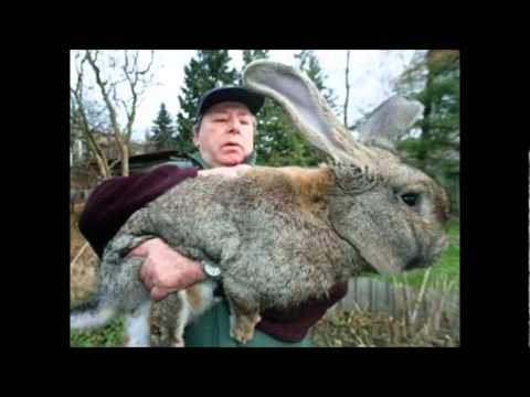 Viki Miljkovic - Rumba FT. Costi / 2012 [Official HQ]