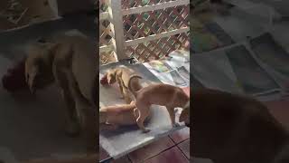 Video preview image #1 Labsky Puppy For Sale in Virginia Beach, VA, USA