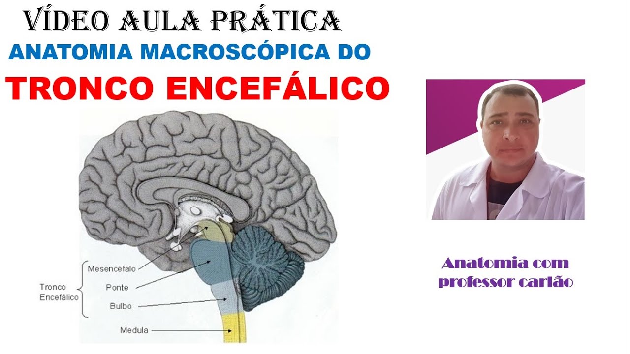VÍDEO AULA PRÁTICA ANATOMIA MACROSCÓPICA DO TRONCO ENCEFÁLICO