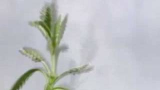 GAF echoing green blues