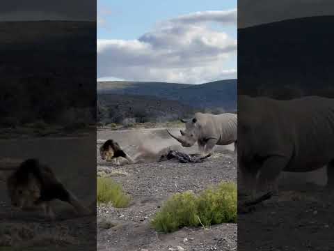 Rhino Stabs Male Lion with Its Horn