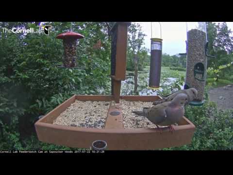 Video 2017 07 22 182421  Feisty Mourning Dove Bullies his way to seed cylinder