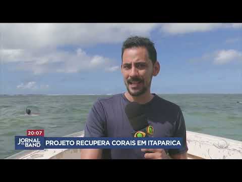 Projeto recupera corais em Itaparica, na Bahia