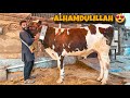 ALHAMDULILLAH COW LE LI 😍 | Syed Ibad ( The Fun Fin )