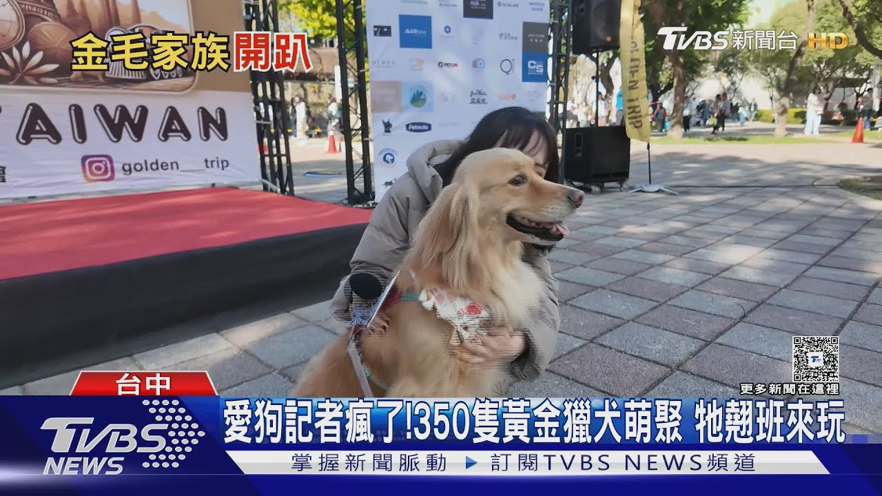 愛狗記者瘋了! 350隻黃金獵犬萌聚 牠翹班來玩