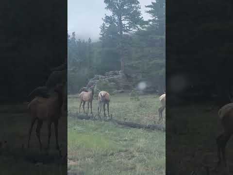 Cow Elk Eat Grass On Side of Road
