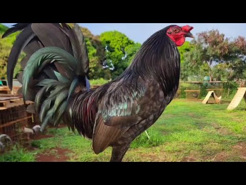 Beautiful Black McRae Brass Back Albany Robello Farm Hawaii 🌴👍 Beautiful Black Birds