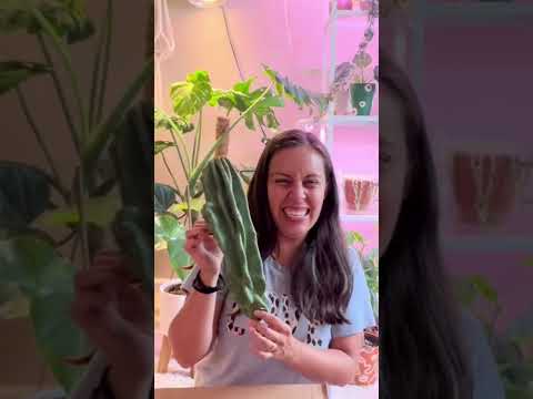 Mystery plant unboxing! #plantpeople #plantlife #cactuslover #unboxing