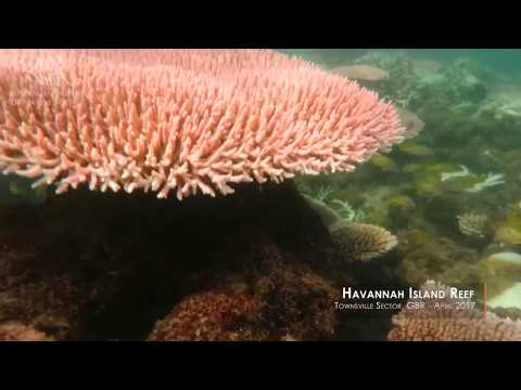 This footage highlights the effect that the 2016/17 summer bleaching event had on the corals growing on the fringing reef that surrounds Havannah Island in the Palm Island Group. Corals that are brightly coloured, fluorescent and bleached white are showing symptoms of heat stress. The dull coloured corals covered in turf algae have died recently, likely due to bleaching, while there are other normal-coloured corals that appear unaffected.