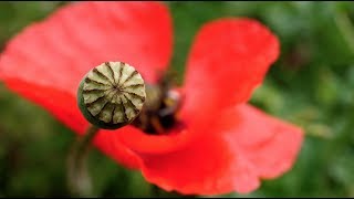Le jardin de mon père