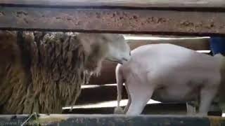 Download lagu Cara mengawinkan DOMBA mp3 Download lagu Cara mengawinkan DOMBA mp3