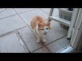 Hungry Homeless Cat At My Door Step Meowing Loudly