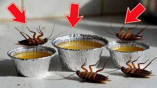 Stop Buying Bug Spray — This 3 Ingredient Mix Kills Cockroaches Dead