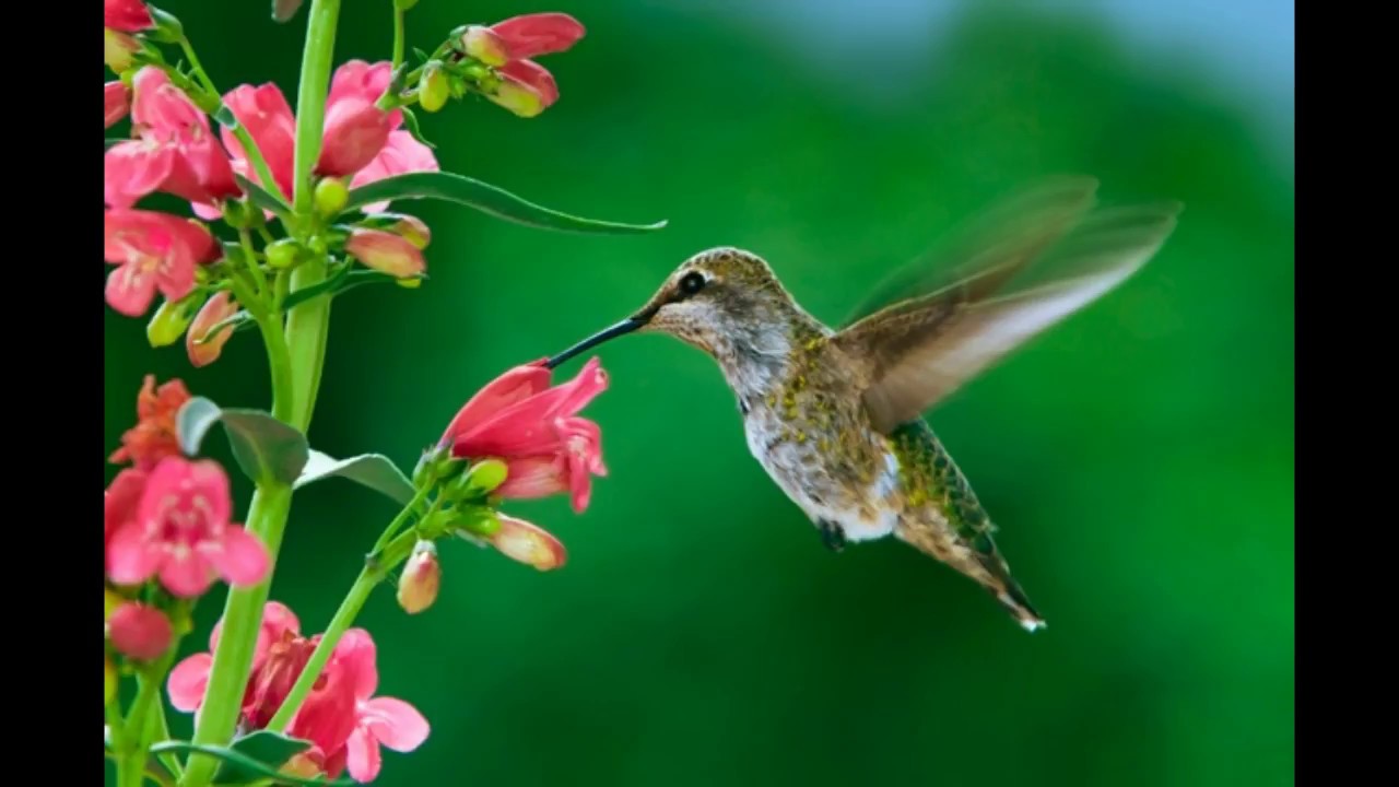 Cladismari Zambon-18