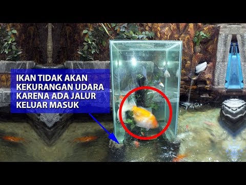 90 cm Reverse Aquarium on The Ornamental Fish Pond | Inverted Aquarium Video