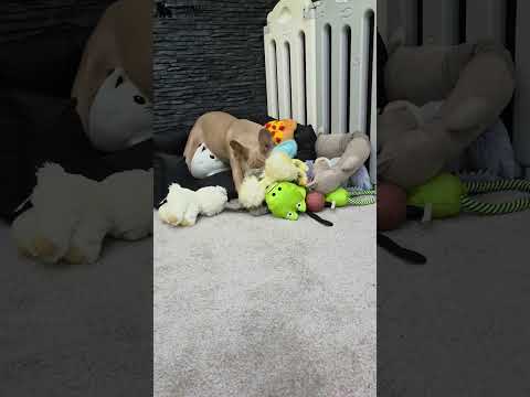 Video 1