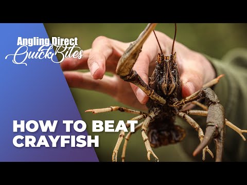 How To Beat Crayfish – Carp Fishing Quickbite
