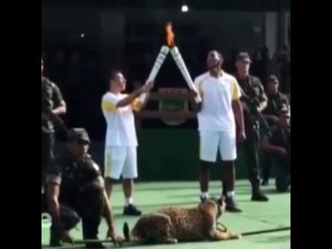 Micos  com a Tocha olímpica pelo Brasil 2016