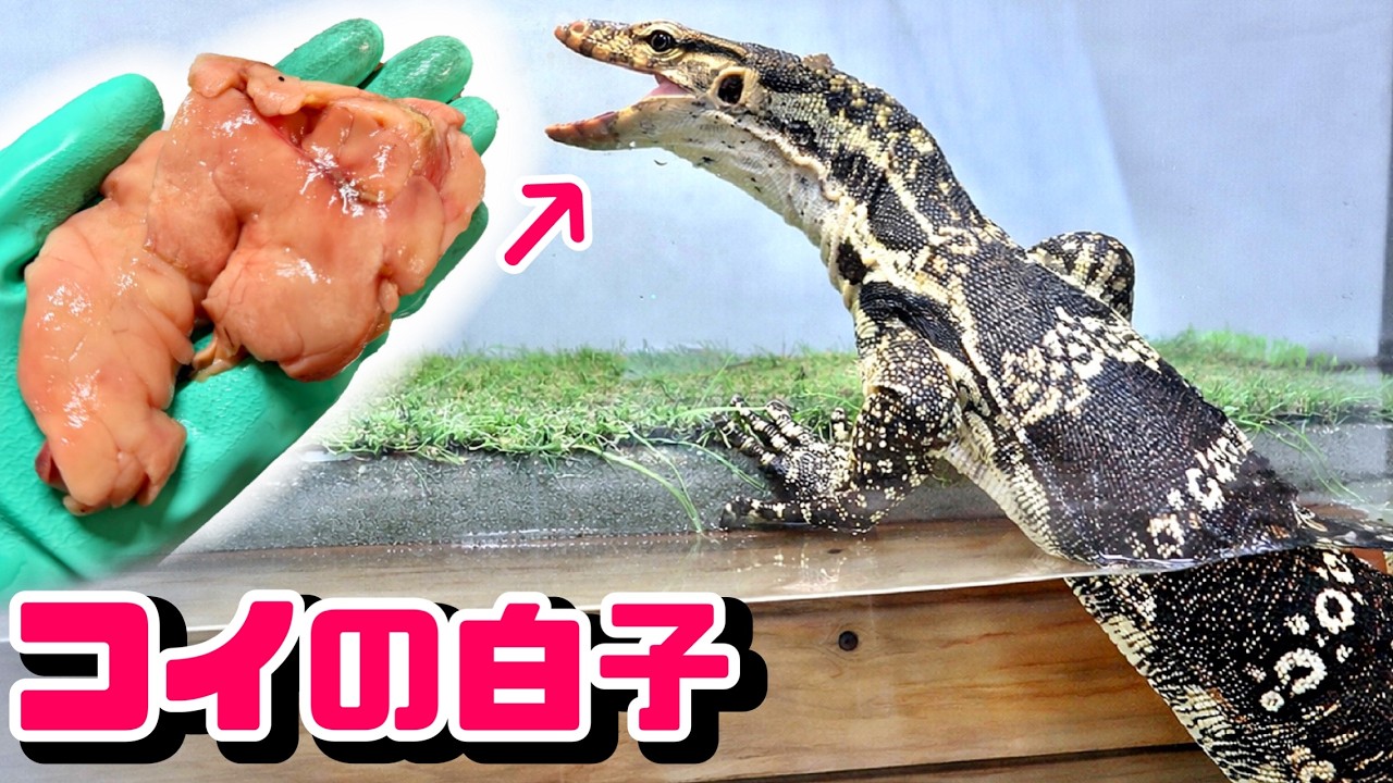 オオトカゲたちにコイの白子を食べさせると…