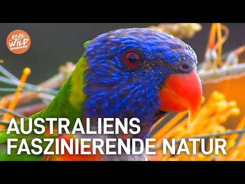 Ungezähmtes Australien: So EXTREM ist das Land wirklich!