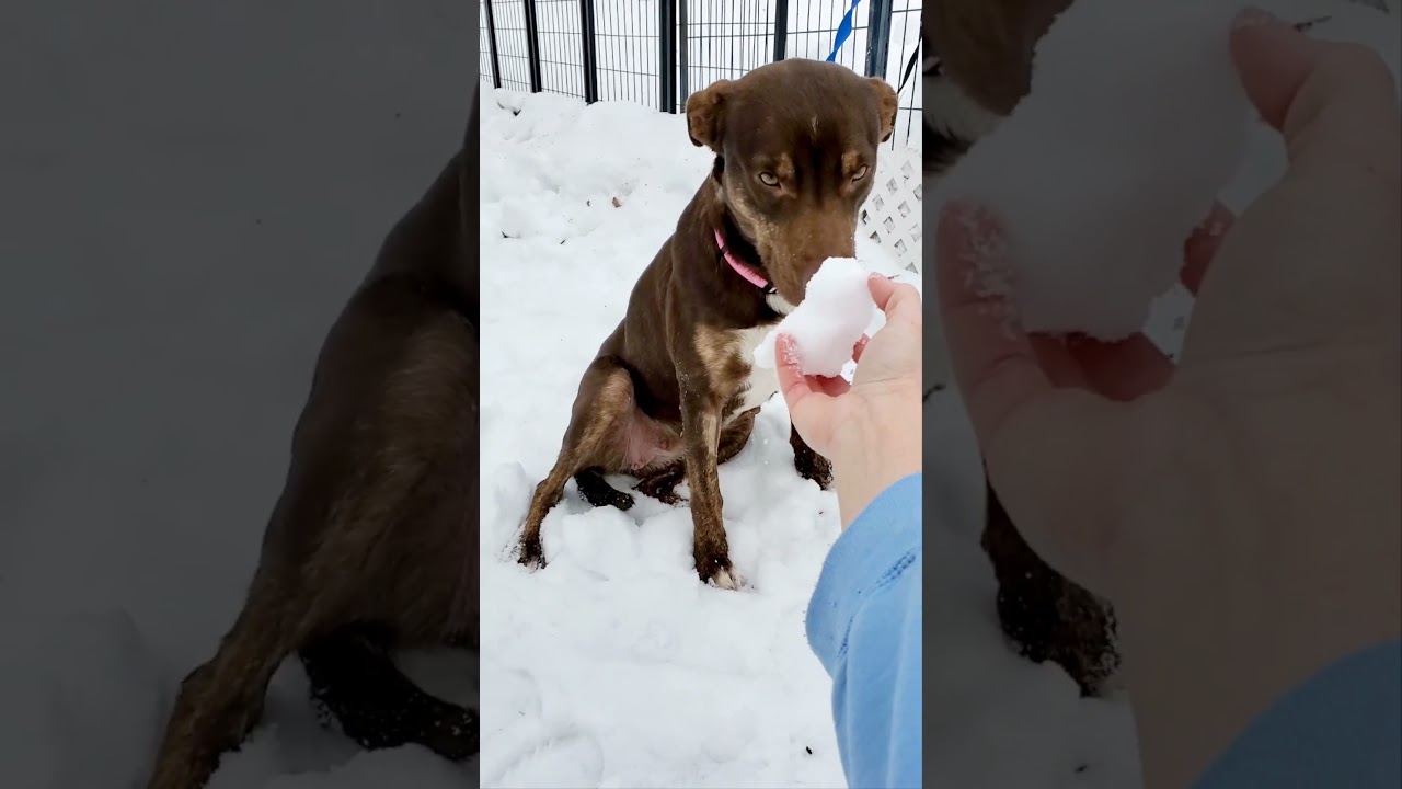 Enlarge Browning, a ADOPTABLE mixed breed in Blairstown, NJ video 2/2