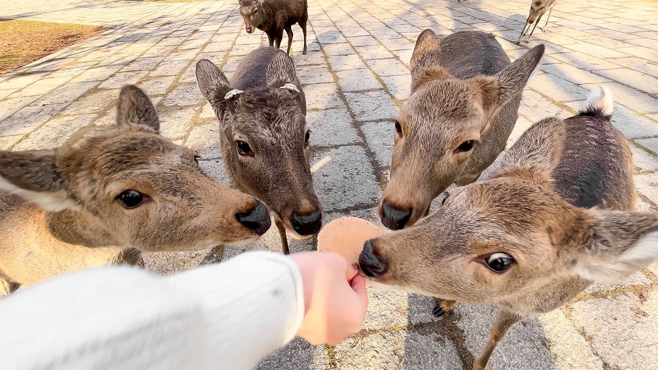 Embark on an immersive virtual journey through Nara Park!
