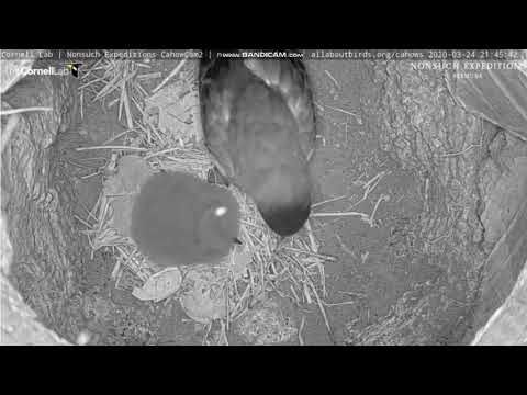 Petrel bermudzki 2 Nonsuch 24 03 2020 1