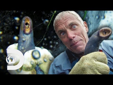 ジェレミーは、これらの危険な水中吸血鬼を取得するために彼の人生を危険にさらす｜川の怪物 (Jeremy Risks His Life To Get These Dangerous Underwater Vampires | River Monsters)