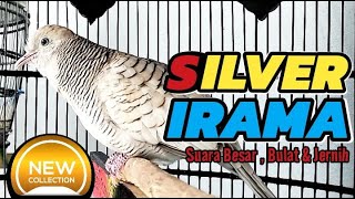 Download lagu Perkutut Silver Gacor irama mp3