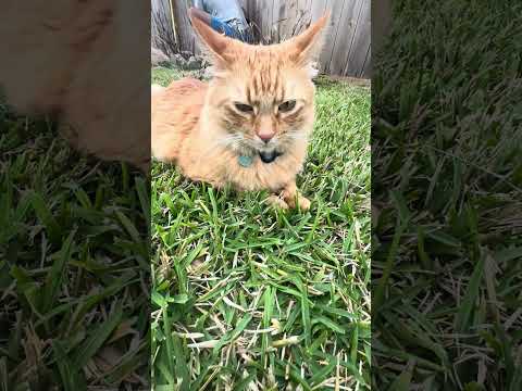 Charu’s outdoor Adventure #cat