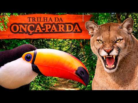 OBSERVAÇÃO DE AVES na TRILHA DA ONÇA PARDA - PARQUE NACIONAL DO IGUAÇU - SÃO MIGUEL DO IGUAÇU -