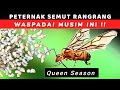 ️ HATI HATI DI MUSIM INI ️ Peternak Semut Rangrang Kroto