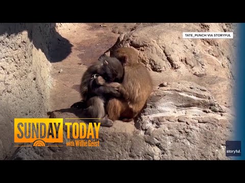 Punch the Monkey Cuddles up With New Girlfriend at the Zoo