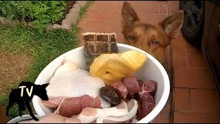 Download lagu Kelpie eating Prey Model Raw vs Dog Kibble | Dog Food Mukbang mp3