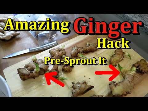 How to Start Ginger in a Bag & Gain 3 Months Growing Time (Growing Garden Ginger Hack)