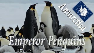 🐧 Icebreaker to Emperor Penguins in Antarctica