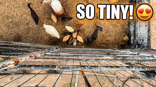 Baby Ducks & Chicks From Above | Tiny Farm Life on a Texas Farm 🐣🦆