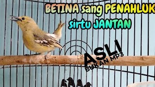 Download lagu sirtu/cipoh betina birahi memangil jantan mp3