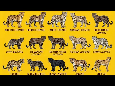 World’s All Leopards Explained 🐆 | African, Snow, Black Panther & Rare Leopards in Real Life