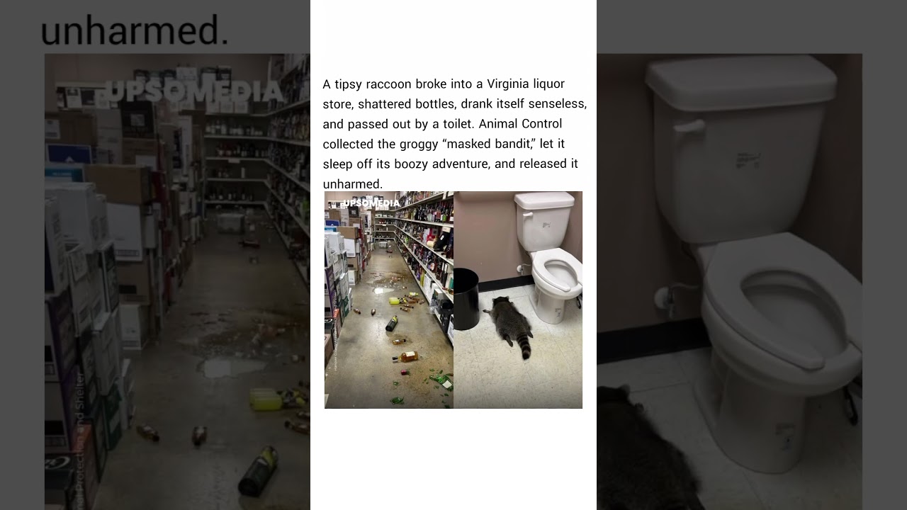 A raccoon  broke into a liquor store in Ashland, Virginia.