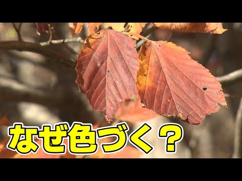 レッドカエデ 植物