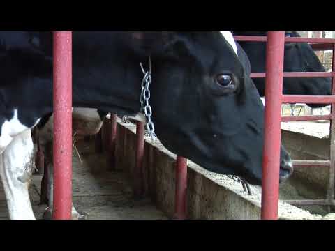 Reč struke ep. 135 12.12.2017. NAJAVA