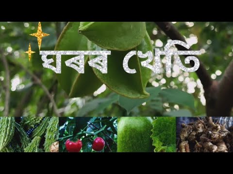 Mumma's Kitchen Garden || #organic #kitchen garden #veggies #fruits #Dipanjali Das