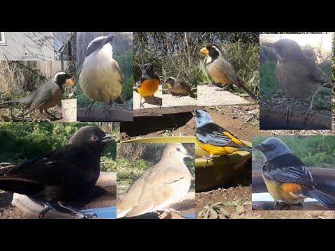 #77  Pepitero de collar yunta Boyerito Naranjero Benteveo Zorzal chalchalero Torcacita 0309 2025