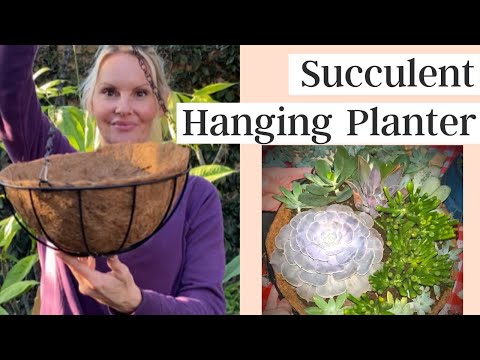 image-Can you plant succulents in a hanging basket?