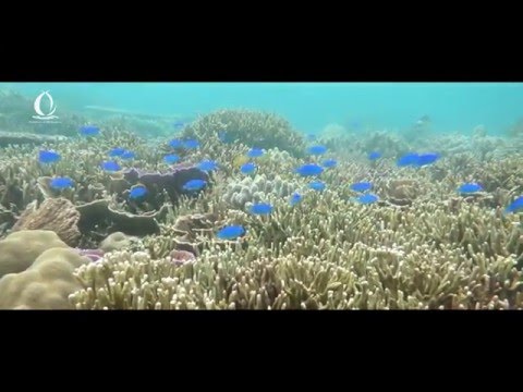 海洋自然科学科 琉球大学　理学部海洋自然科学科　化学系紹介